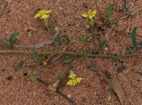 Слика од Goodenia glabra R. Br.