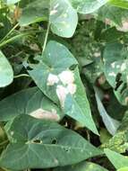 Image of convolvulus leafminer