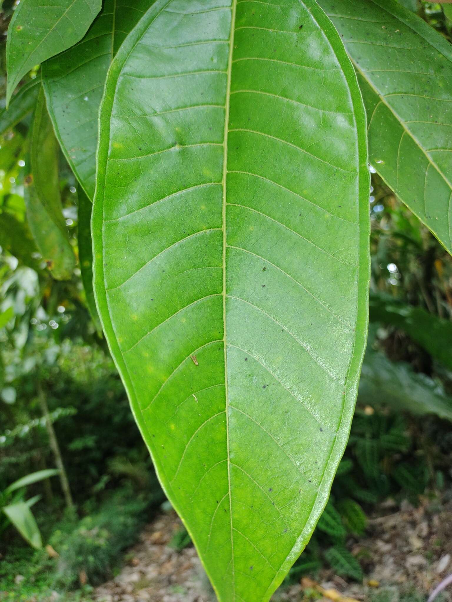 Plancia ëd Miconia trinervia (Sw.) D. Don ex Loud.