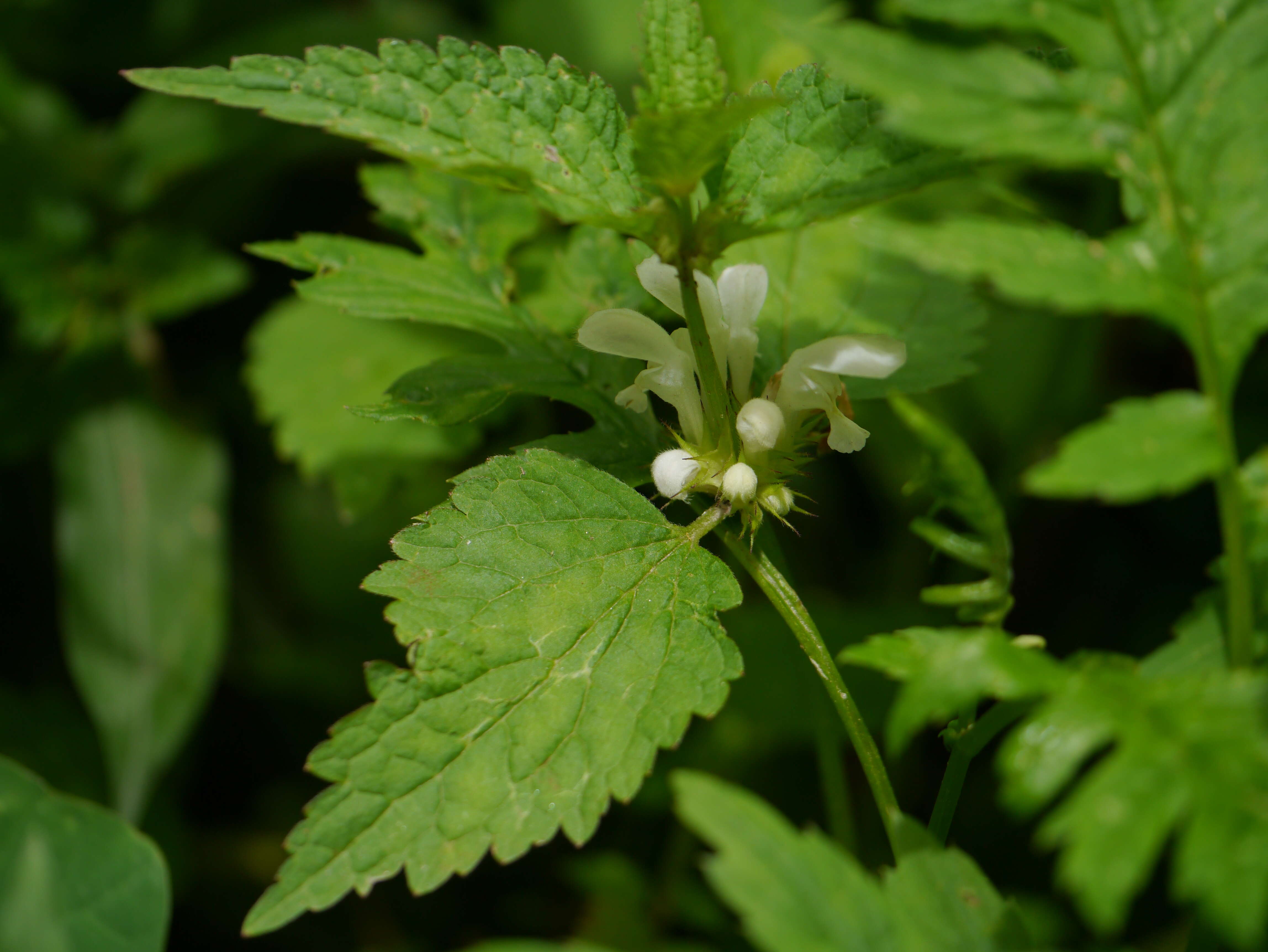 Image of white deadnettle