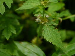 Image of white deadnettle