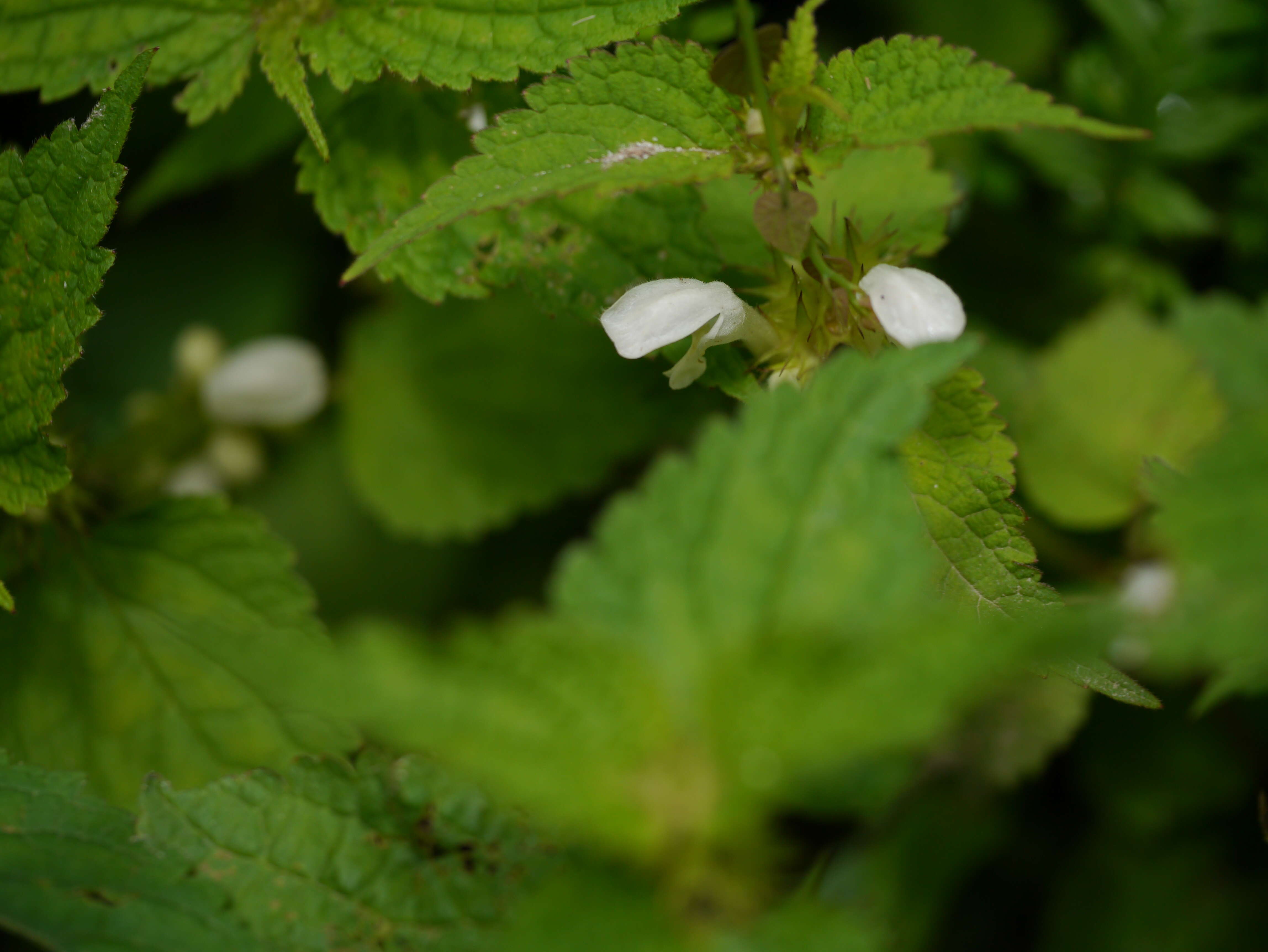 Image of white deadnettle