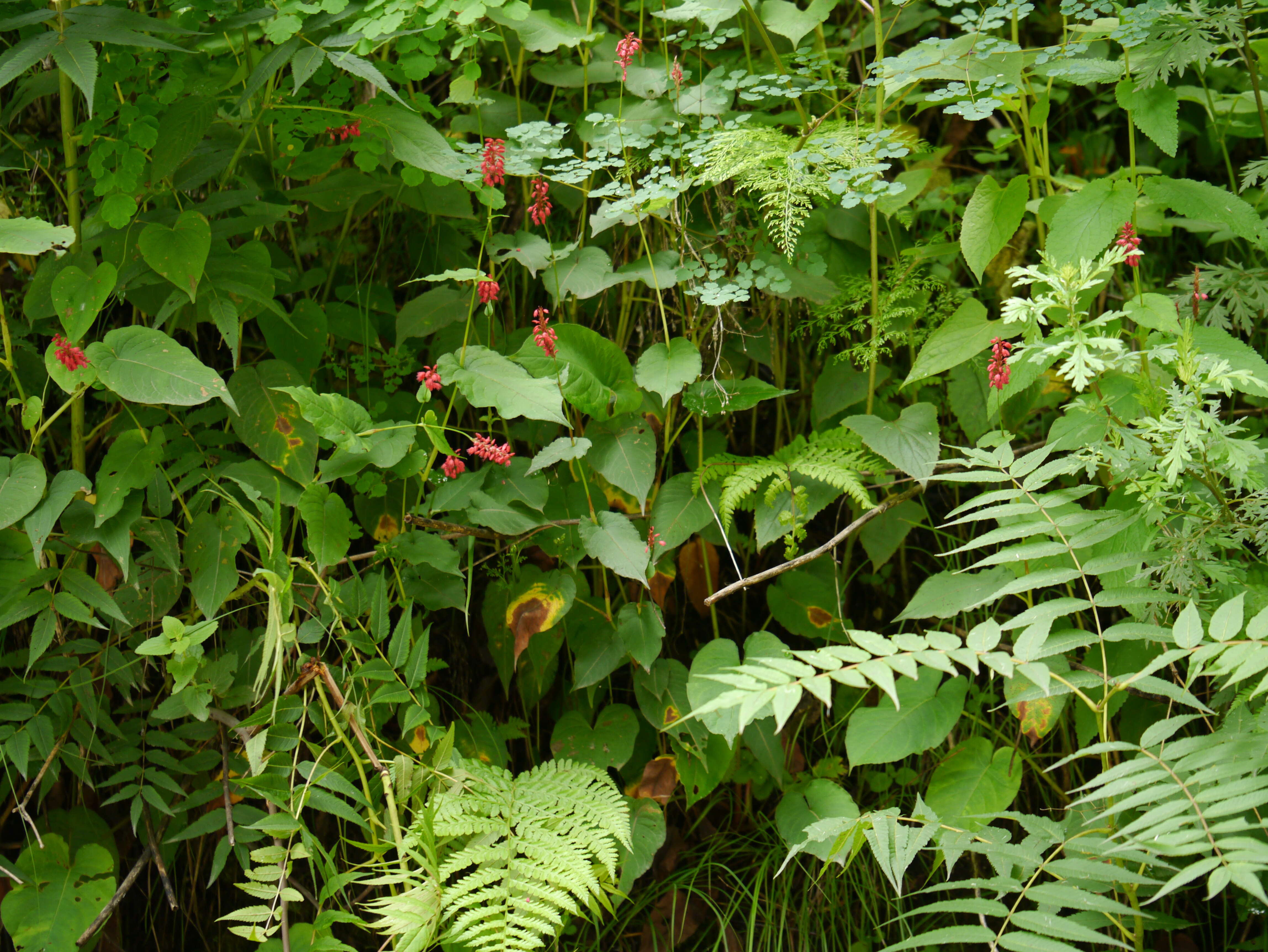 Image of Bistorta amplexicaulis (D. Don) Greene