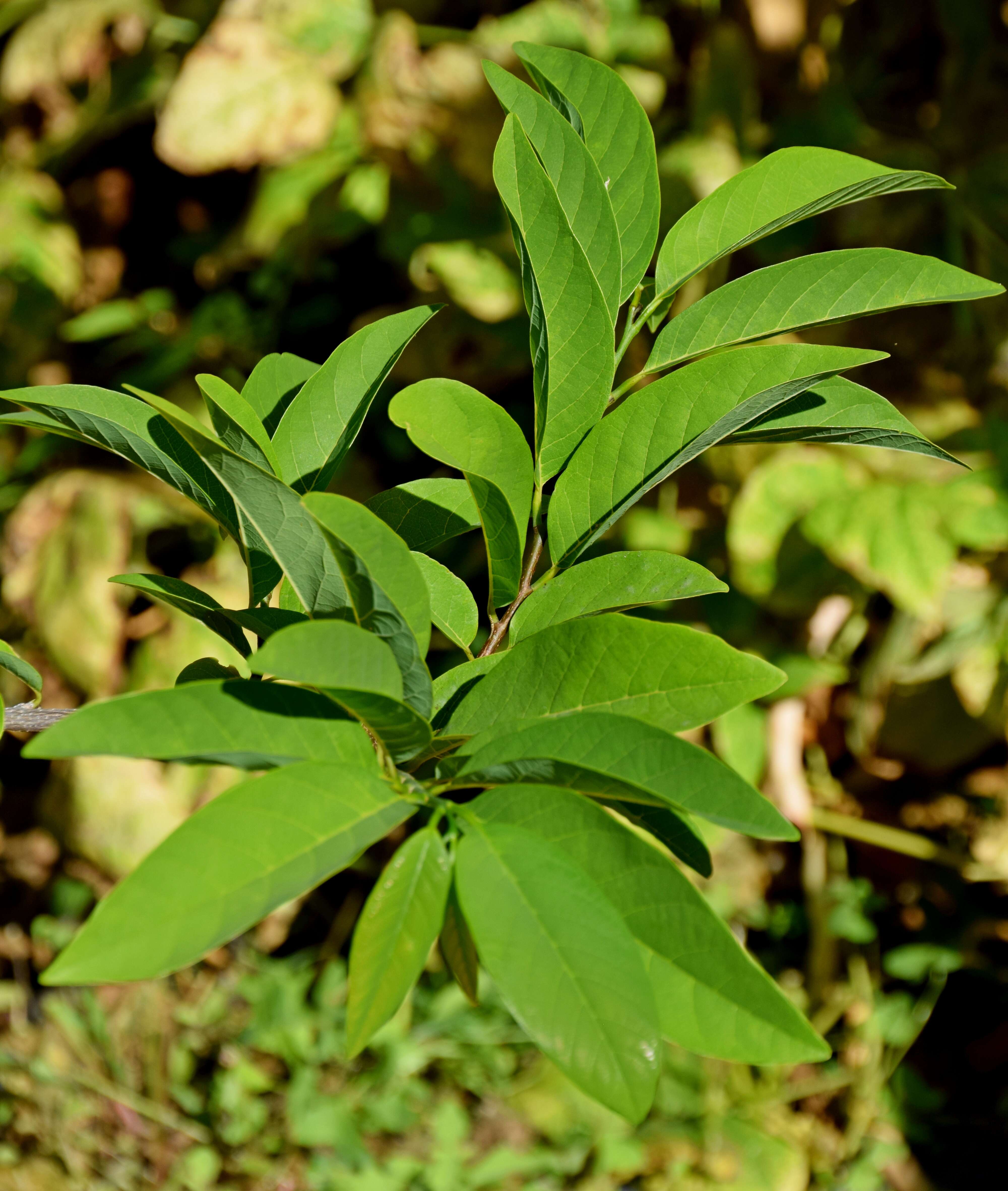 Image of sugar apple