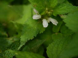 Image of white deadnettle