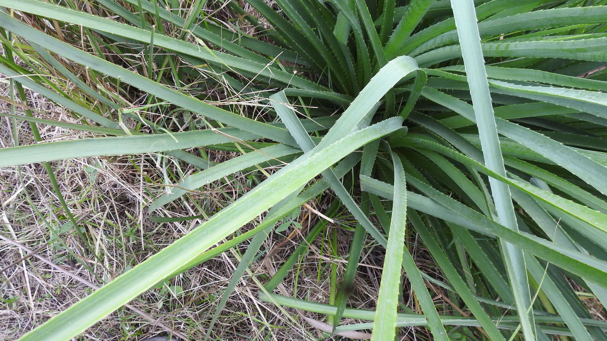 Image of Eryngium pandanifolium Cham. & Schltdl.
