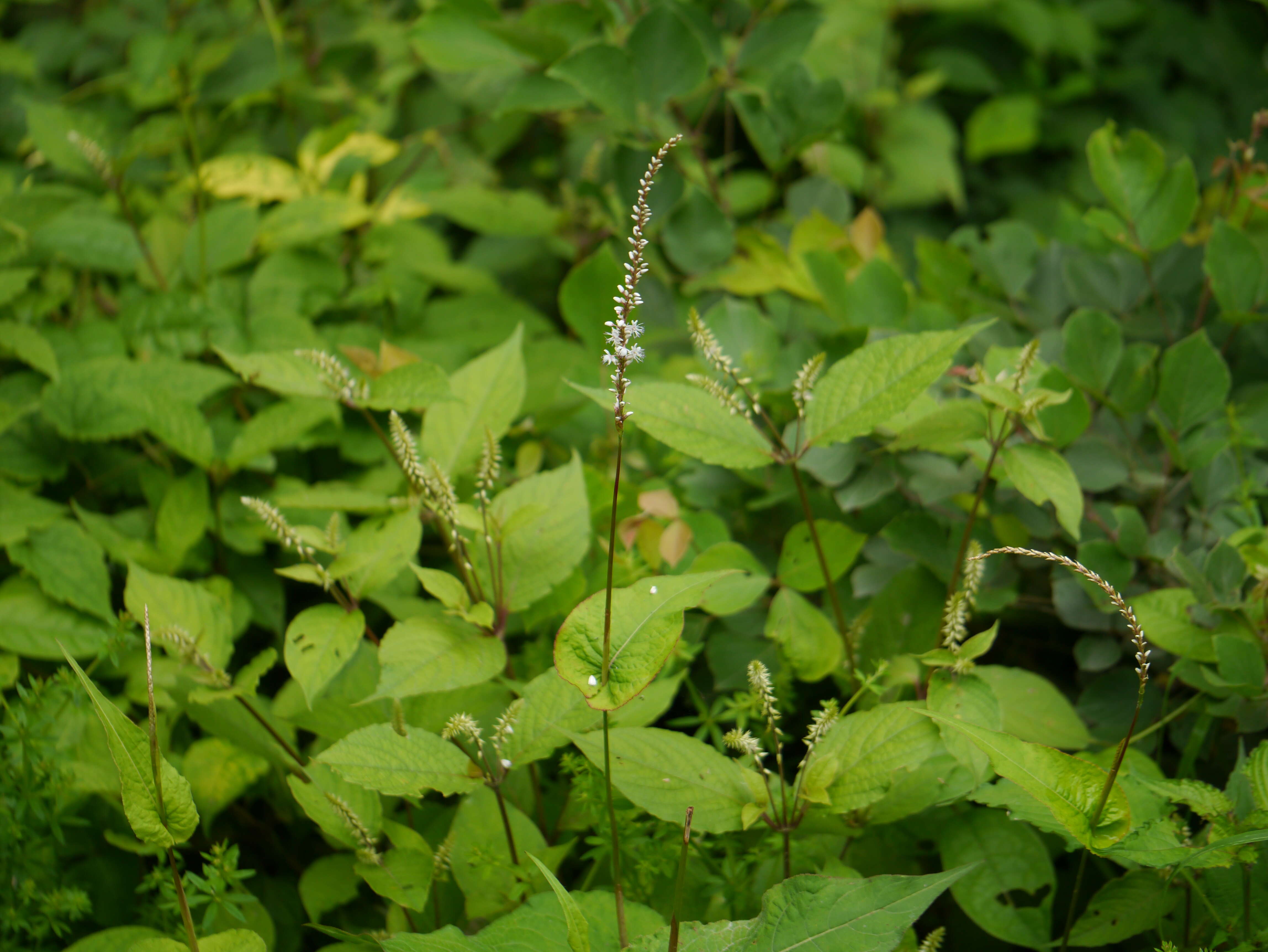 Image of Bistorta amplexicaulis (D. Don) Greene