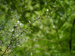 Image of Berberis aristata DC.