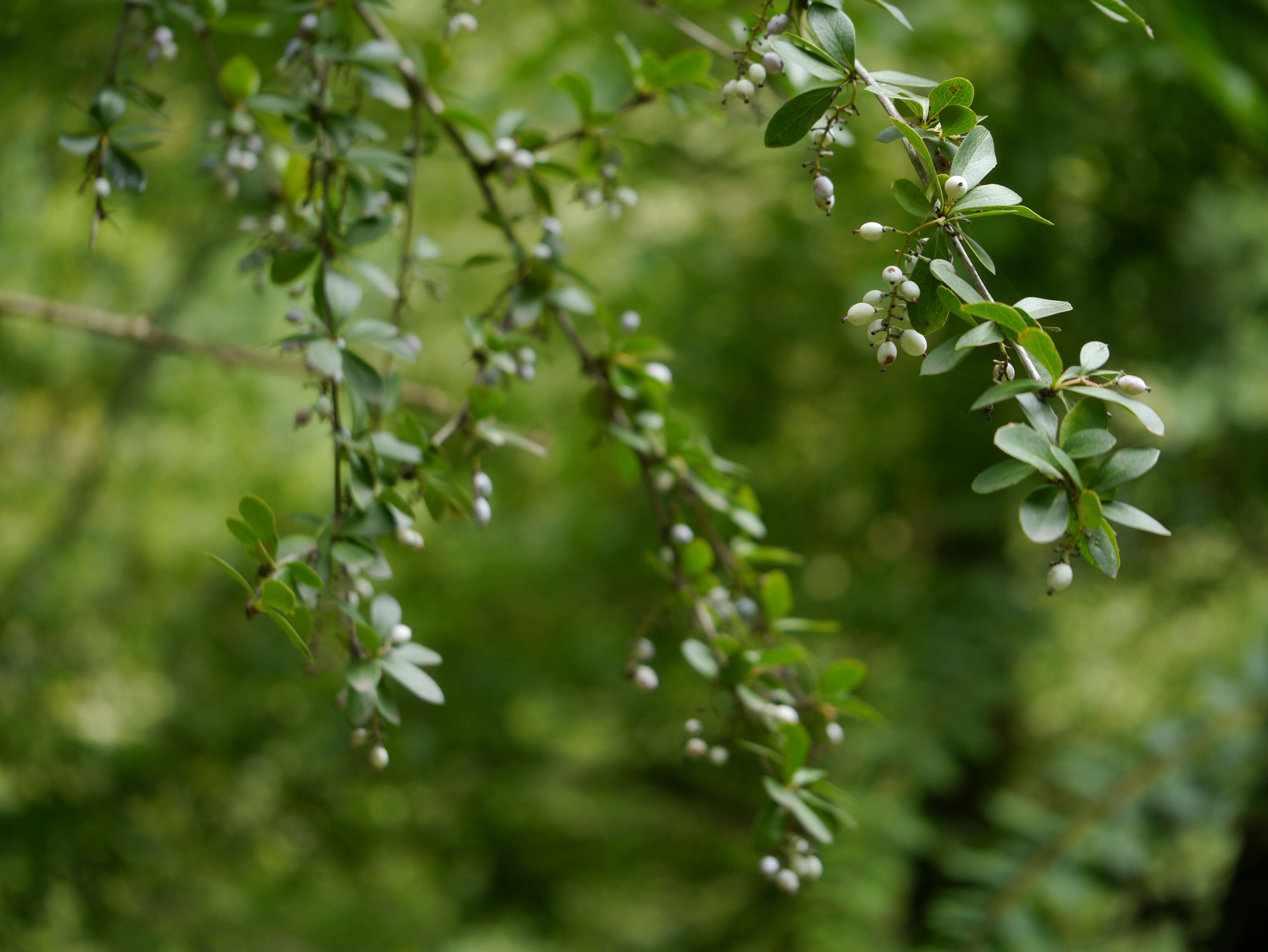 Image of Berberis aristata DC.