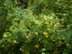 Image of Hypericum oblongifolium Choisy