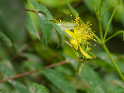 Image of Hypericum oblongifolium Choisy