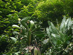 Image of Common Pricklypear
