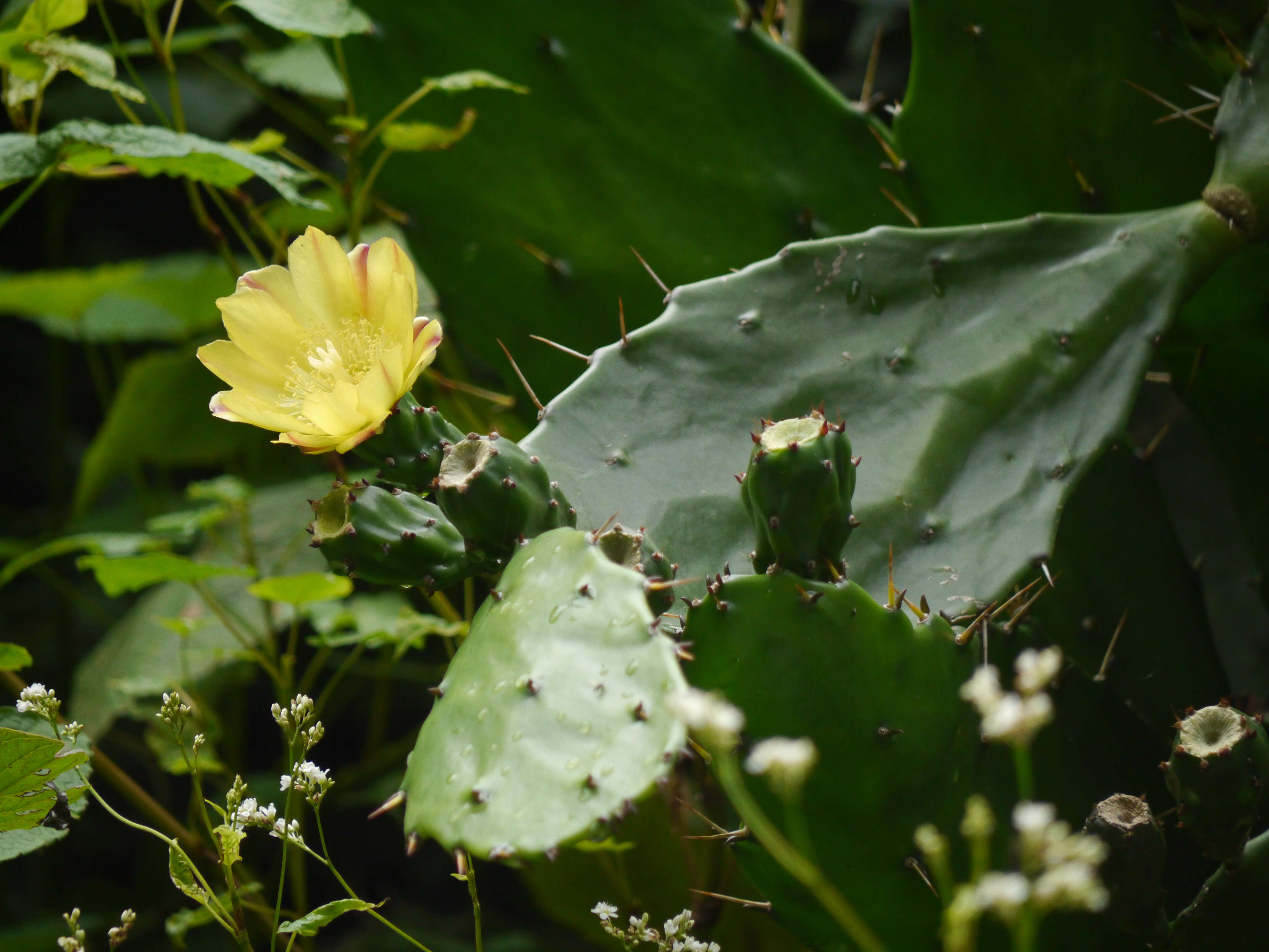 Image of Common Pricklypear