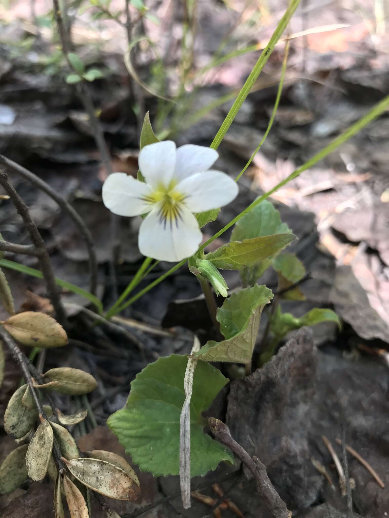 Viola canadensis var. scopulorum A. Gray的圖片