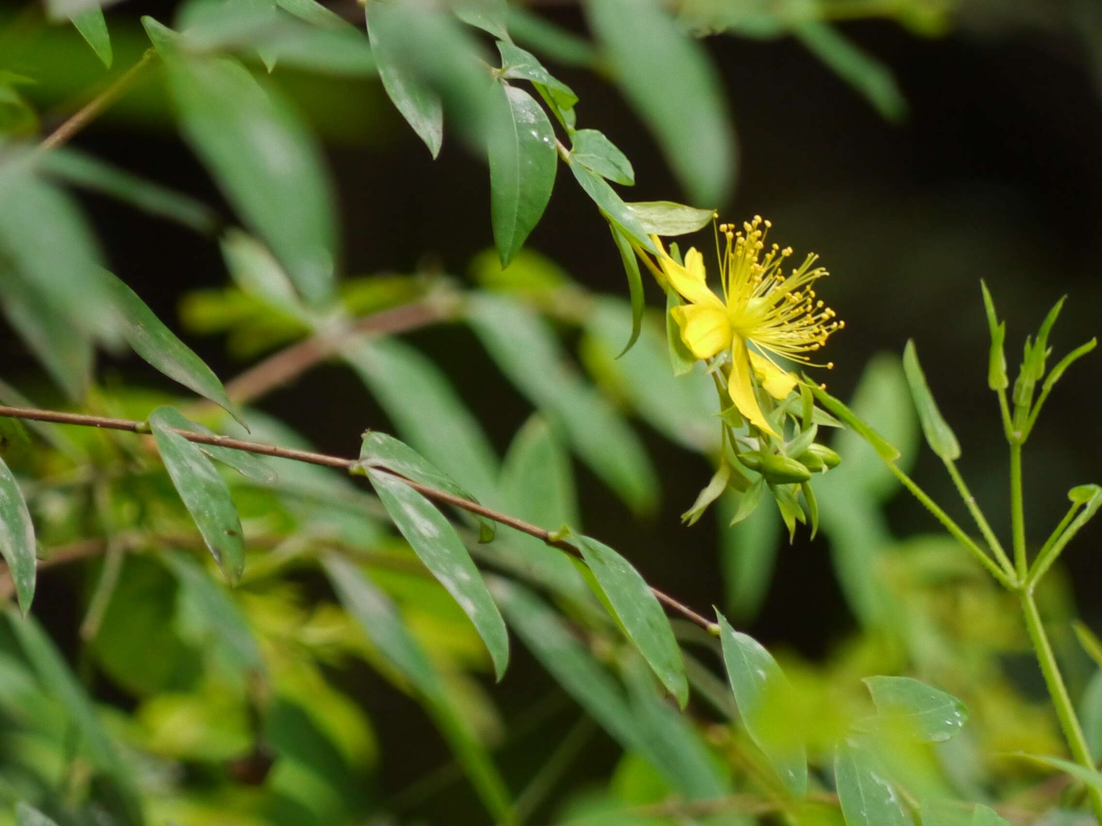 Image of Hypericum oblongifolium Choisy