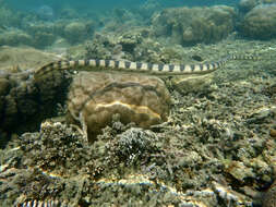 Image of Olive-headed or greater seasnake