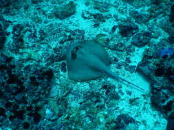 Image of Bluespotted maskray