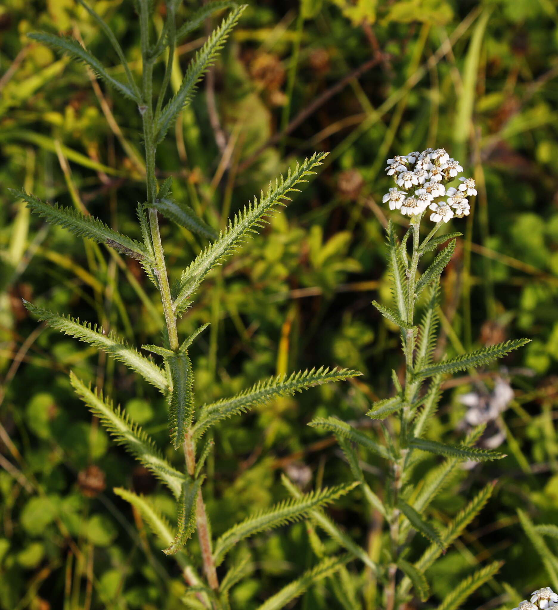 Sivun Achillea alpina subsp. camtschatica (Heimerl) Kitam. kuva