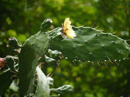 Image of Common Pricklypear