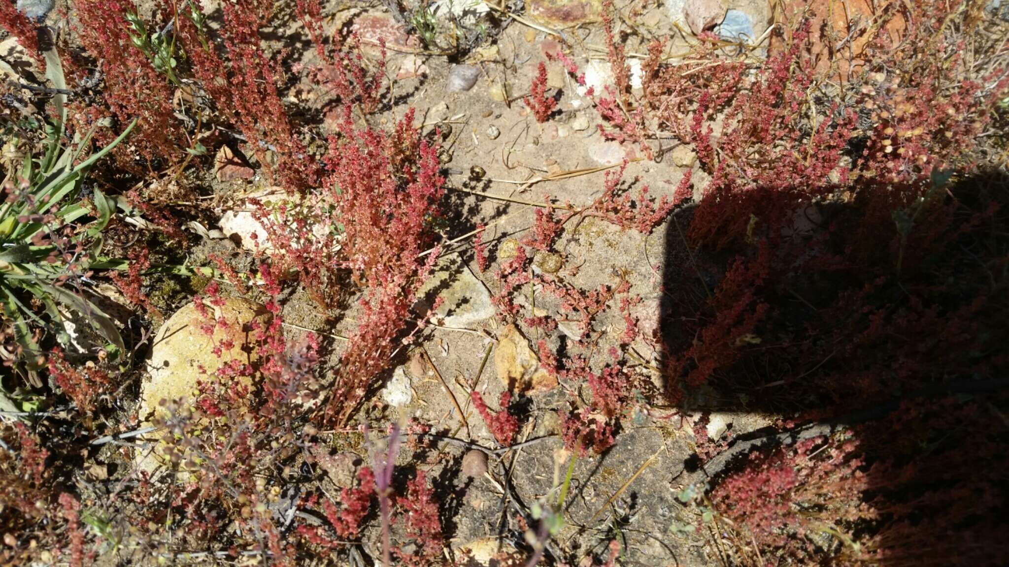 Image of sand pygmyweed
