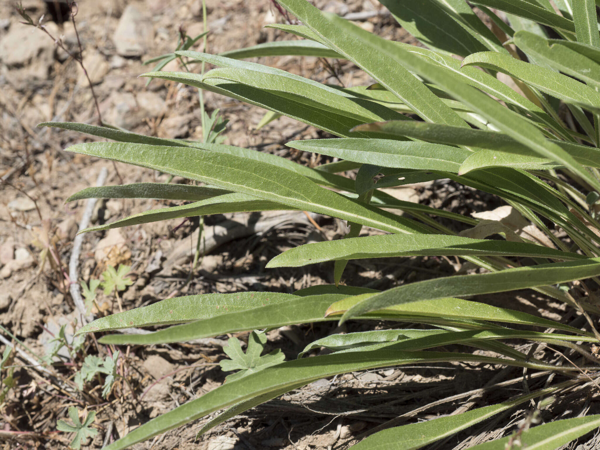 Image of Nevada helianthella