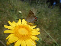 صورة Satyrium californica (Edwards 1862)