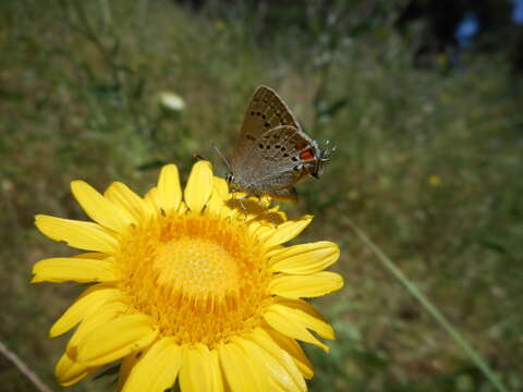 Image of California Hairstreak