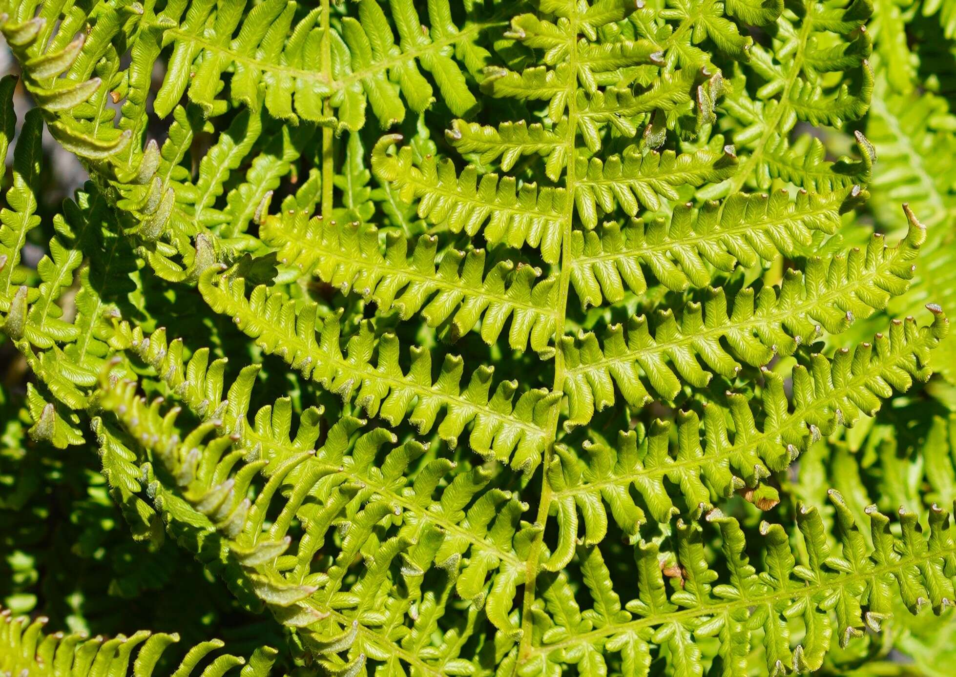 Image of decomposition brackenfern