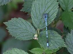 Image of Azure Bluet