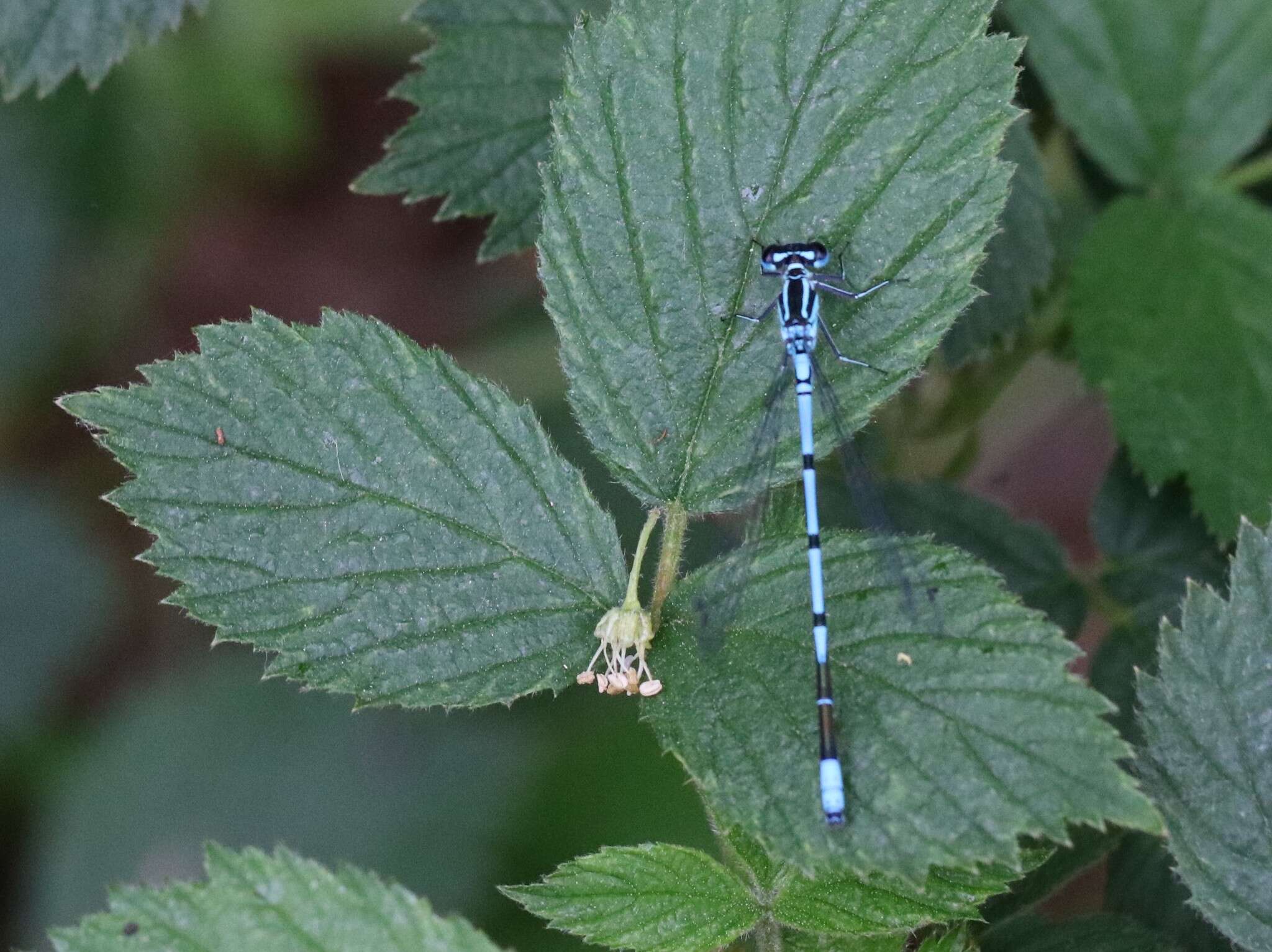 Imagem de Coenagrion puella (Linnaeus 1758)