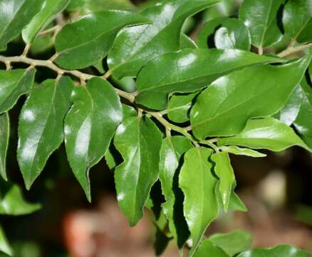 Image of Ceylon gooseberry