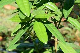 Image of Allspice