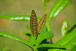 Image of Allspice