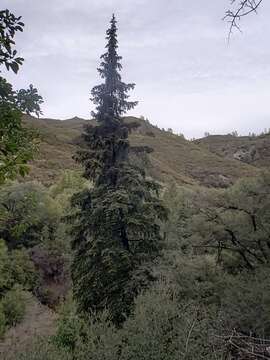 Image of Bristlecone Fir