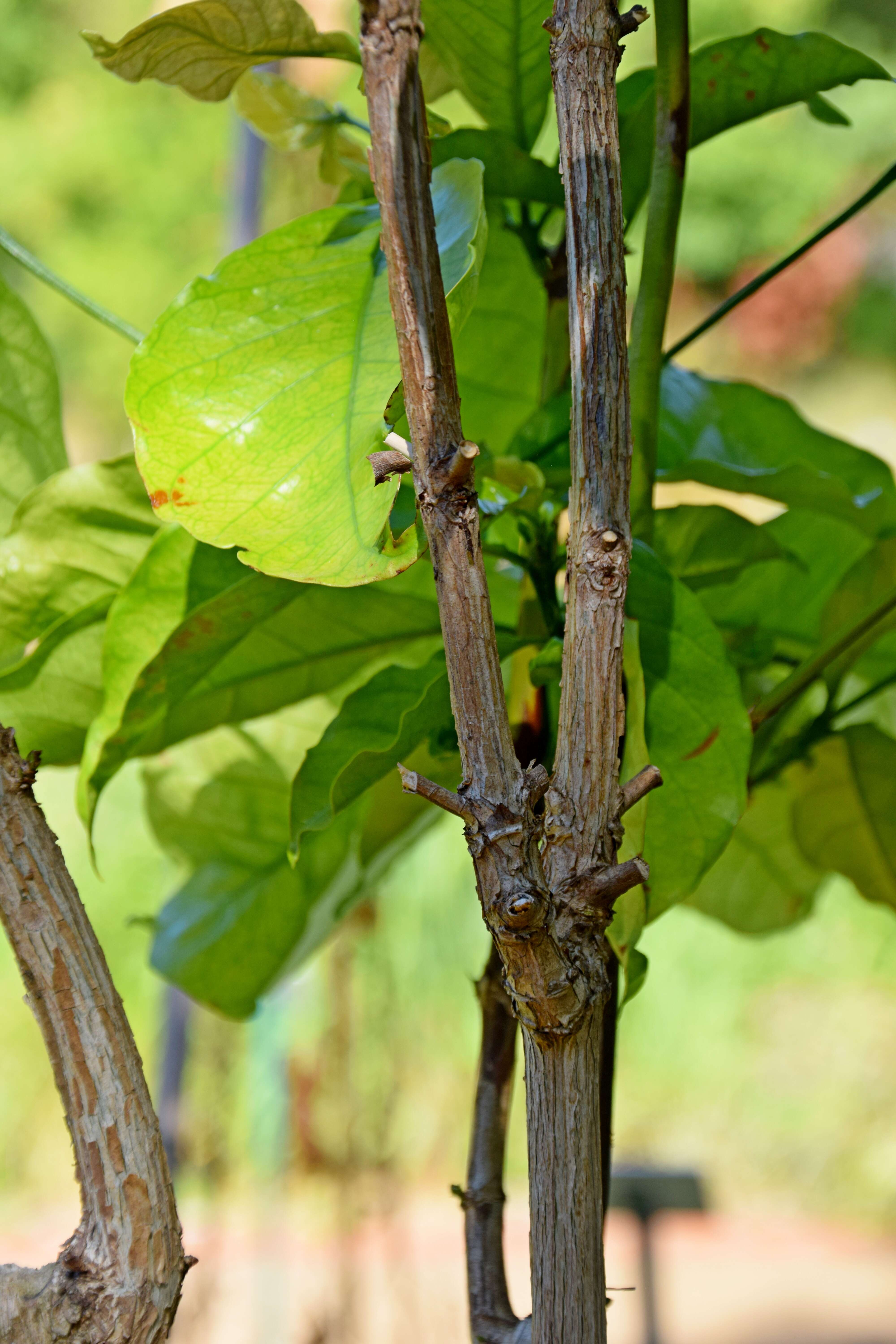 Image of robusta coffee