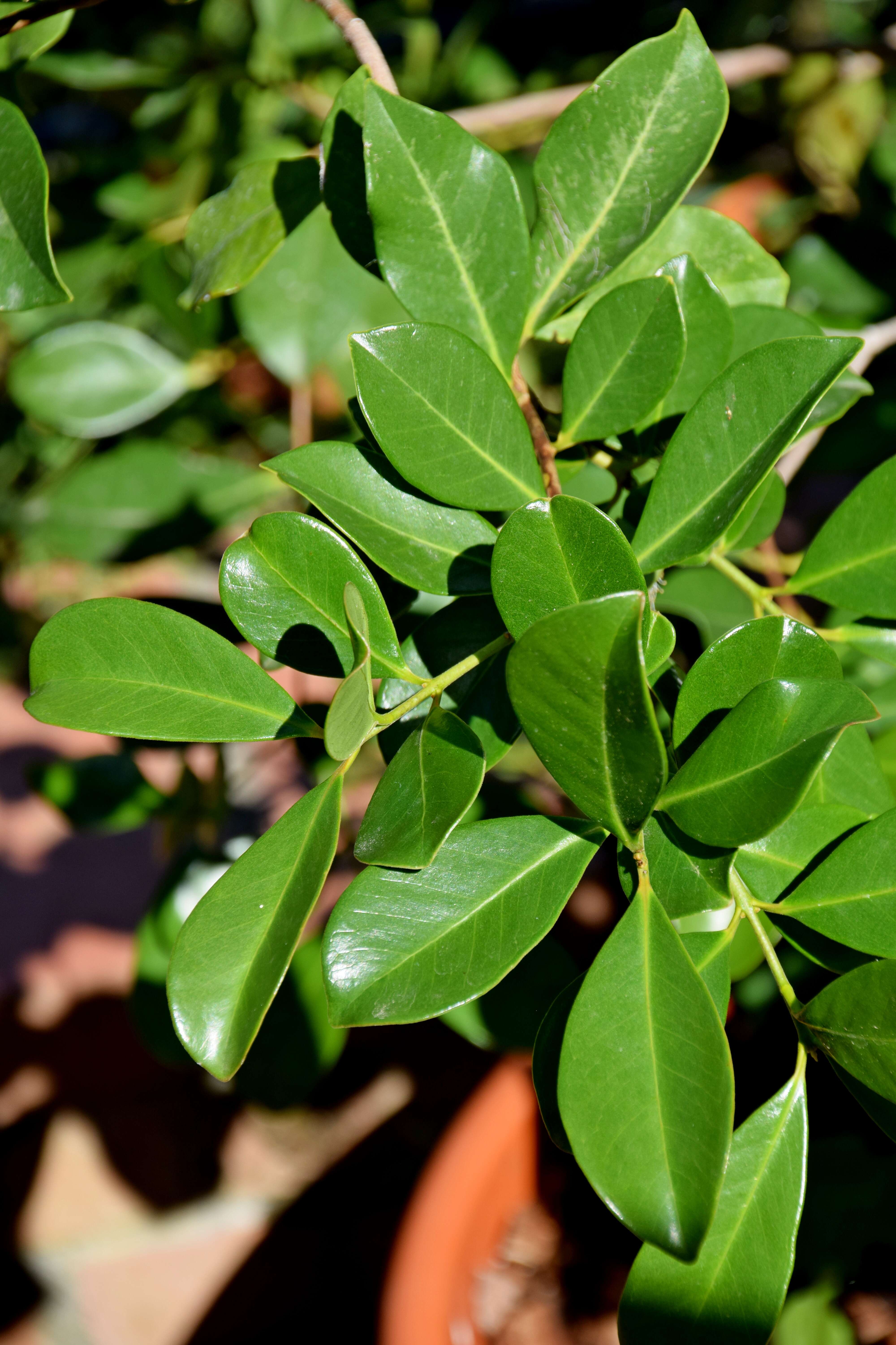 Image of Psidium cattleyanum