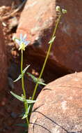 Image of Nemesia anisocarpa E. Mey. ex Benth.