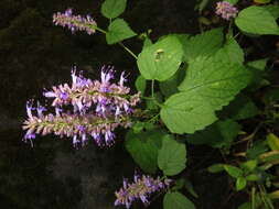 Image of Mint