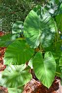 Imagem de Alocasia macrorrhizos (L.) G. Don