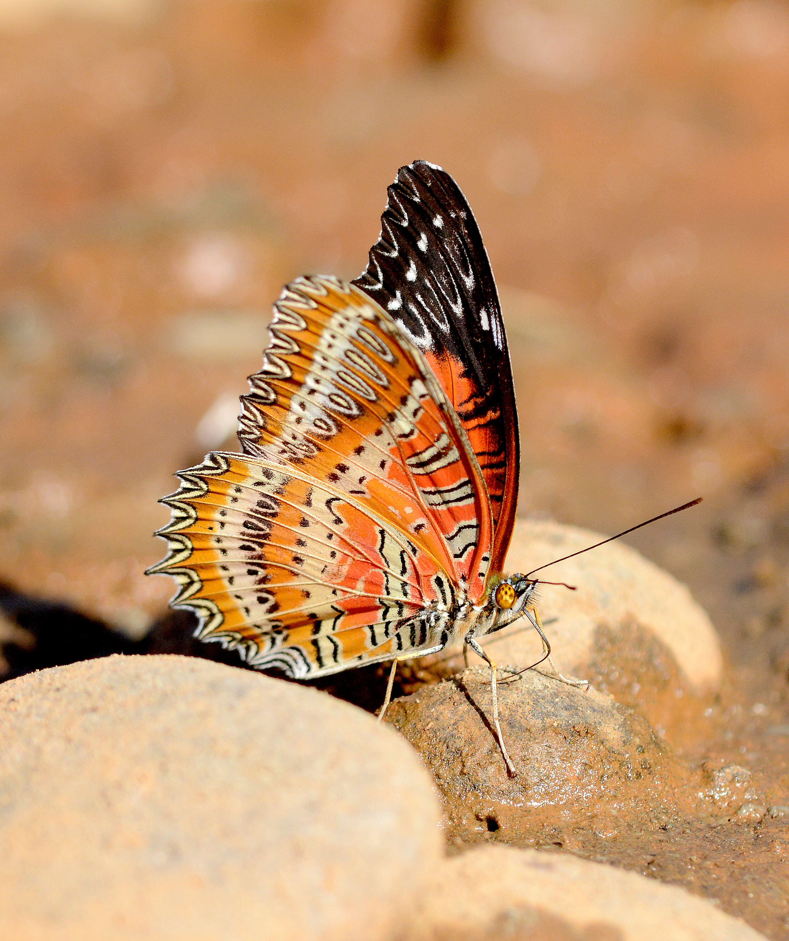 Cethosia biblis Drury 1770 resmi