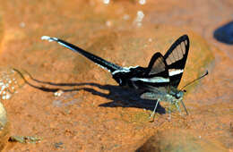 Image of White Dragontail Butterfly