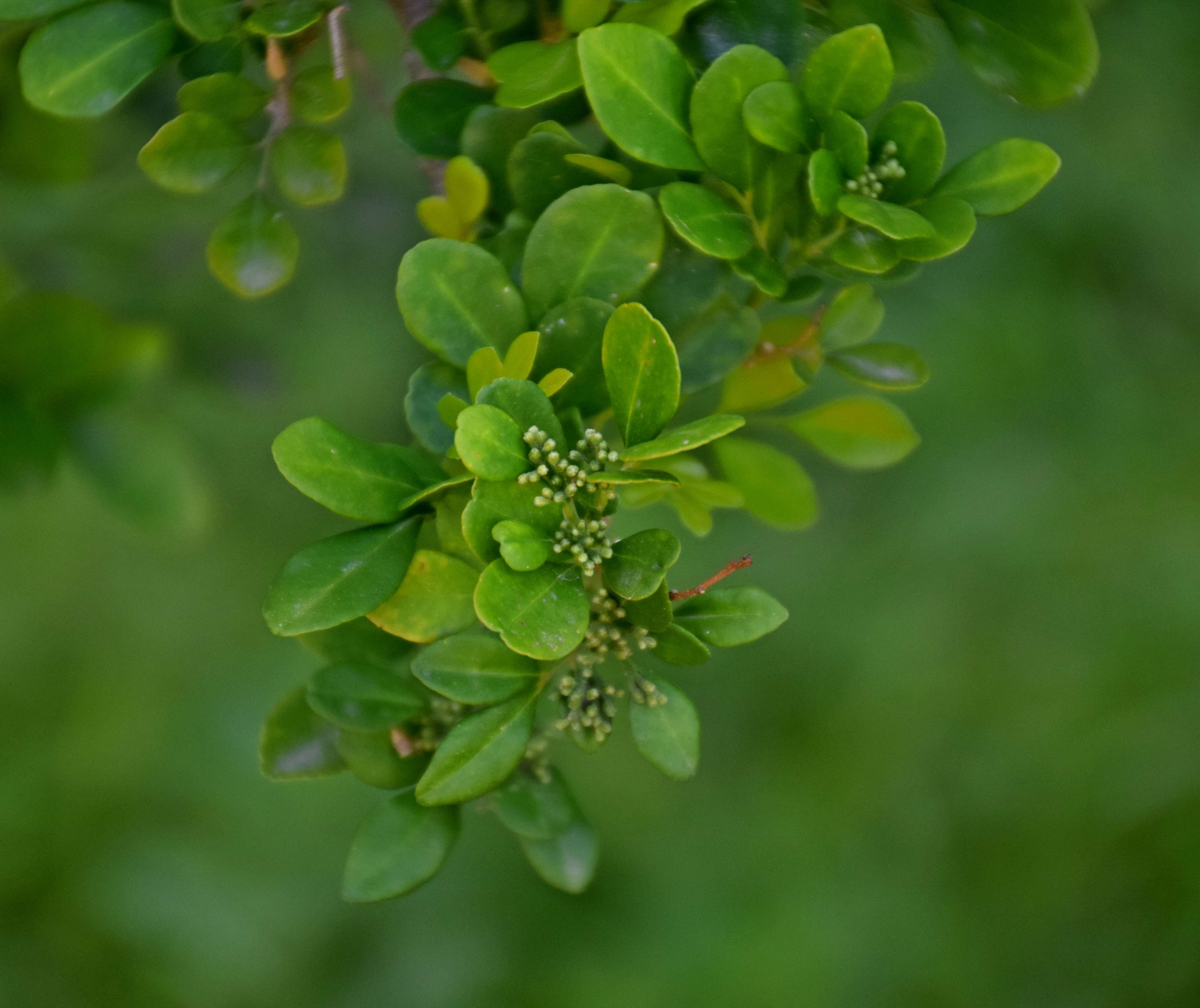 Image de Murraya paniculata (L.) Jacq.