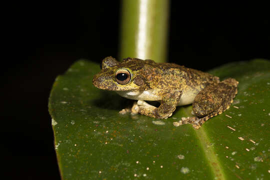 Image of Green-eyed treefrog