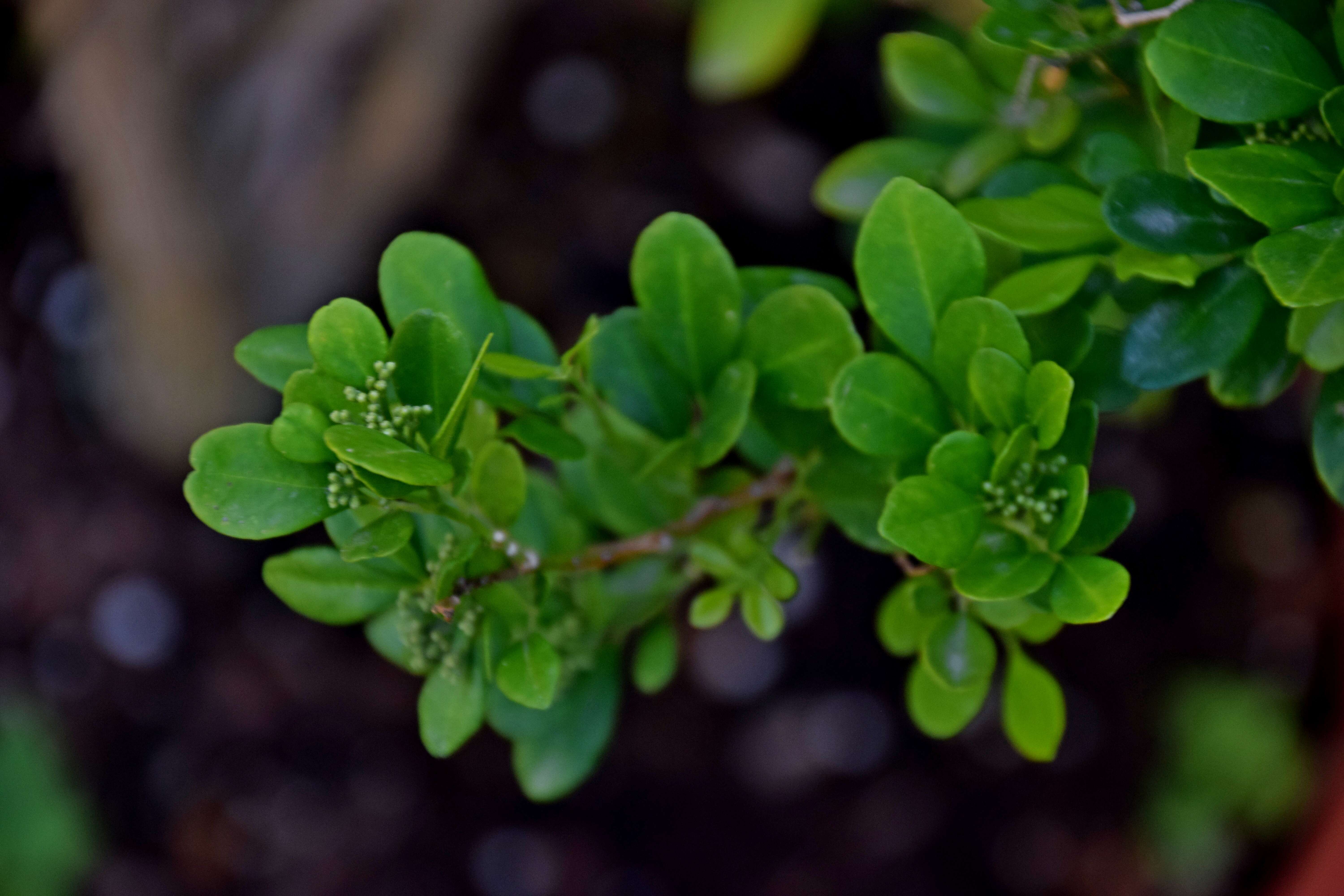 Image of orange jasmine