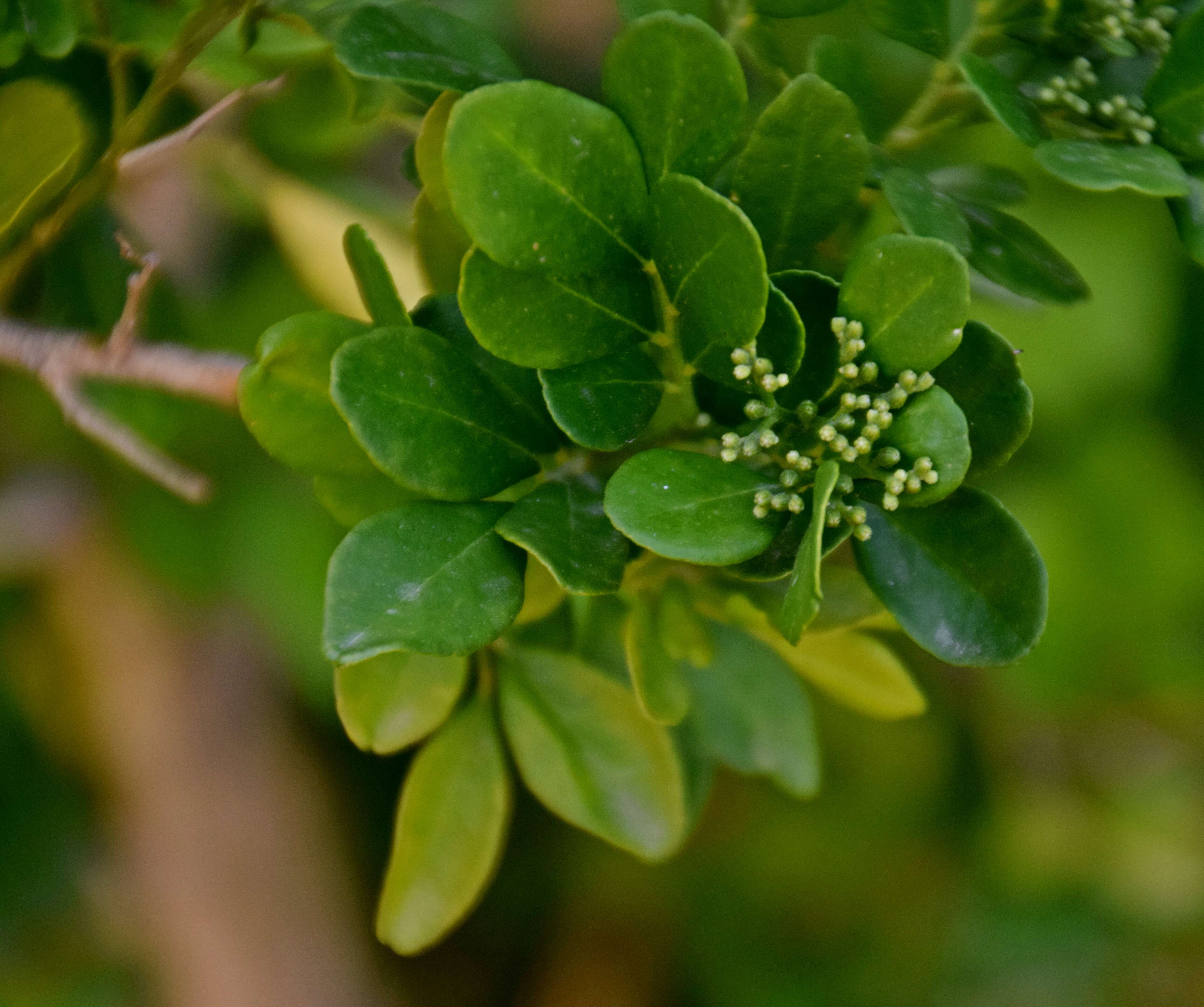 Image of orange jasmine