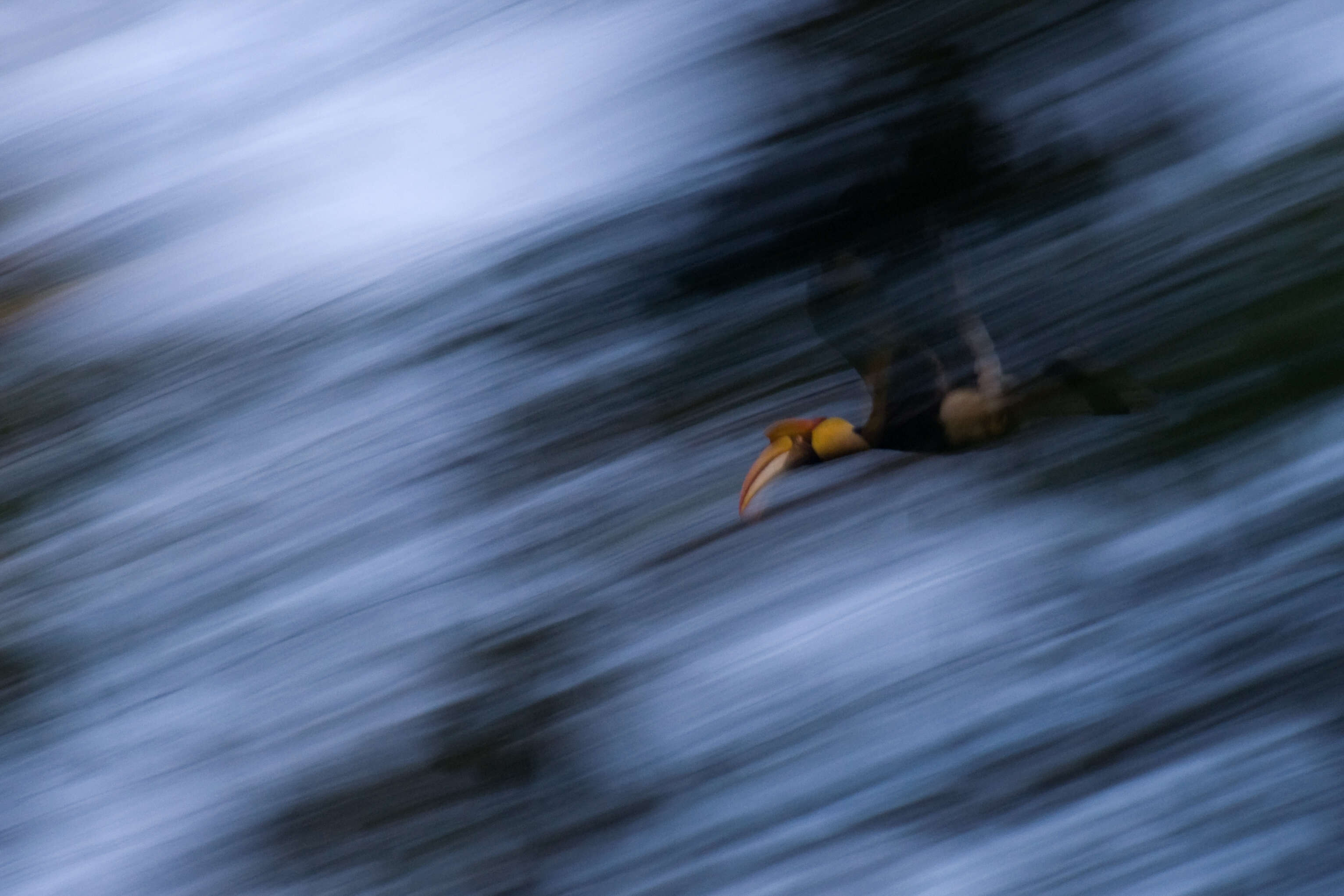 Image of Great Indian Hornbill