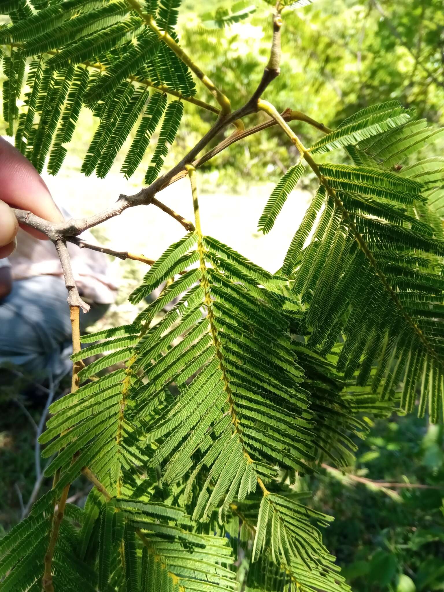 Image of Albizia polyphylla E. Fourn.