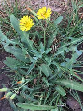 Image of Ixeris chinensis (Thunb.) Kitag.