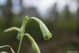 Agave rosei Thiede & Eggli resmi