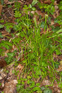 Image of lesser wood-rush